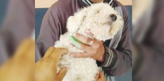 Robo un perro para regalárselo a su novia y lo detienen