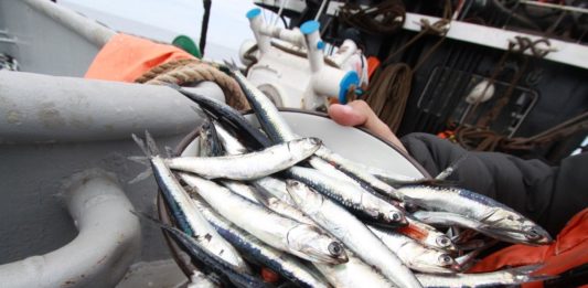 Anchoveta: US$1,349 millones en exportaciones esta temporada