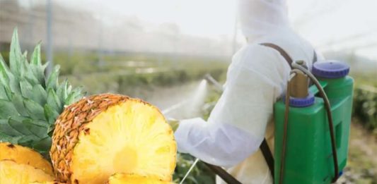 ¡Peligro! Alto nivel de pesticidas en piñas que se venden en Lima