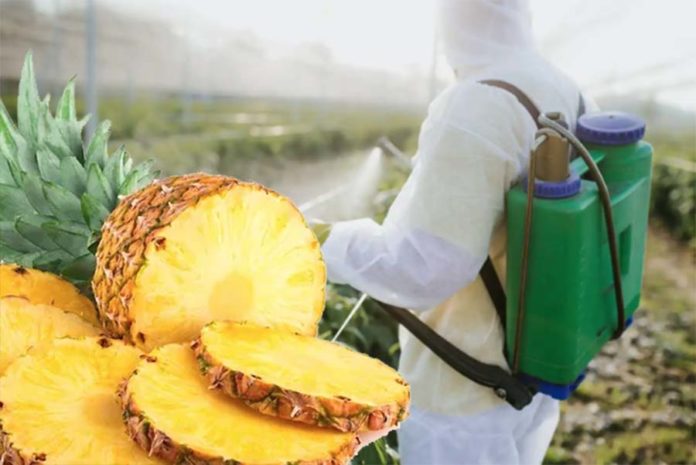 ¡Peligro! Alto nivel de pesticidas en piñas que se venden en Lima