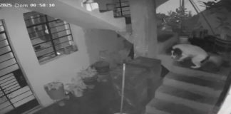 Perrita heroína apaga cartucho de dinamita lanzado por extorsionador