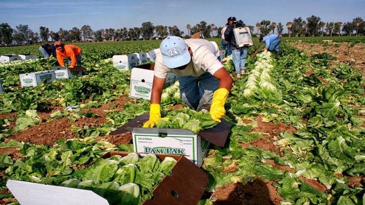 Estrategias para que los pequeños agricultores peruanos superen las barreras arancelarias en Estados Unidos